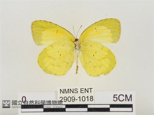 星黃蝶藏品圖，第2張