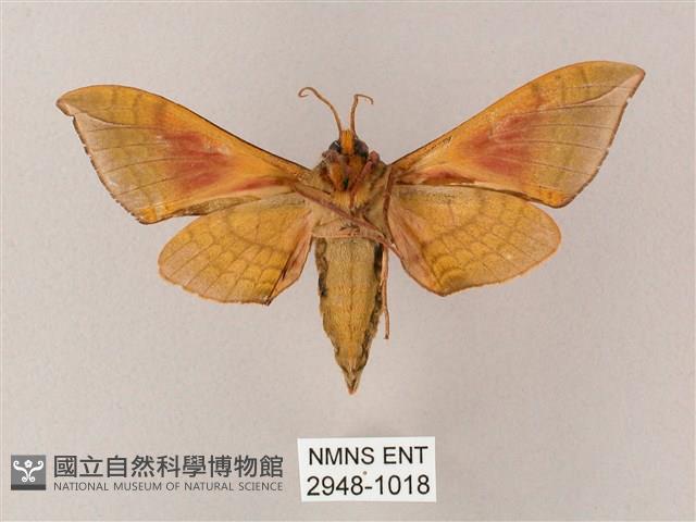 榆綠天蛾藏品圖，第2張