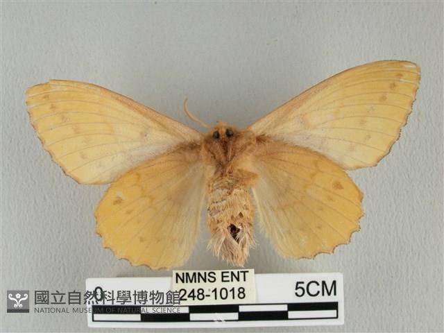 青枯葉蛾藏品圖，第2張