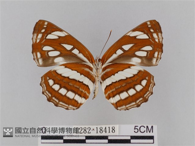豆環蛺蝶藏品圖，第2張