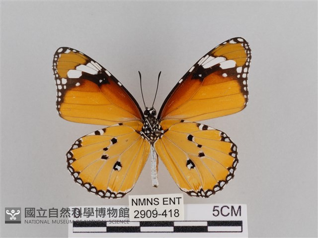 樺斑蝶藏品圖，第2張