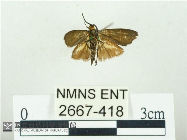 叉紋閃舞蛾藏品圖，第2張