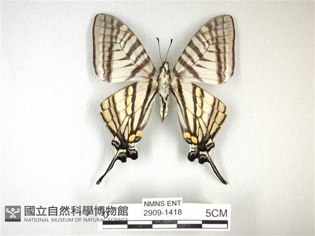 劍鳳蝶藏品圖，第2張