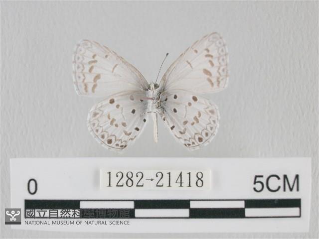 靛色琉灰蝶藏品圖，第2張