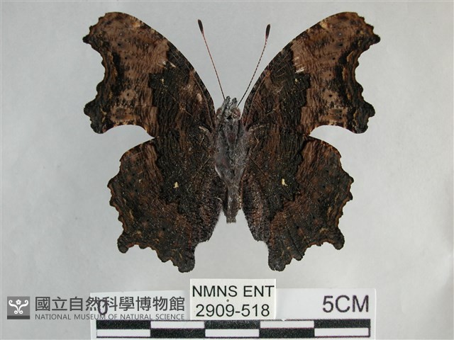 琉璃蛺蝶藏品圖，第2張