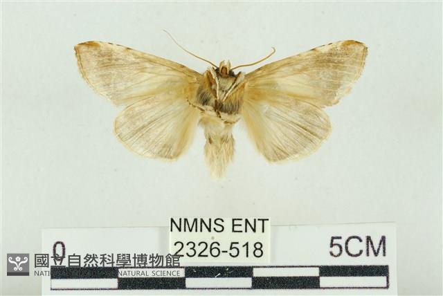 印華波紋蛾藏品圖，第2張