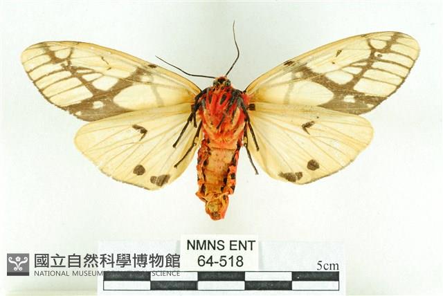 乳白斑燈蛾藏品圖，第2張