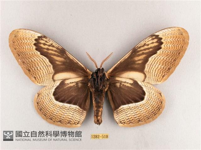 枯球籮紋蛾藏品圖，第2張