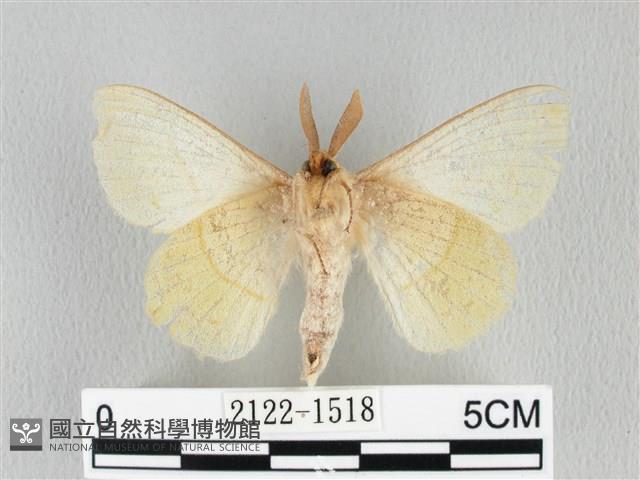 青枯葉蛾藏品圖，第2張