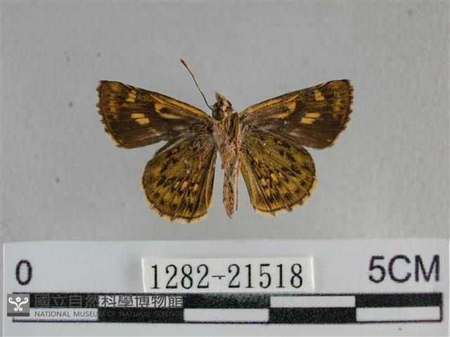 黃星弄蝶藏品圖，第2張