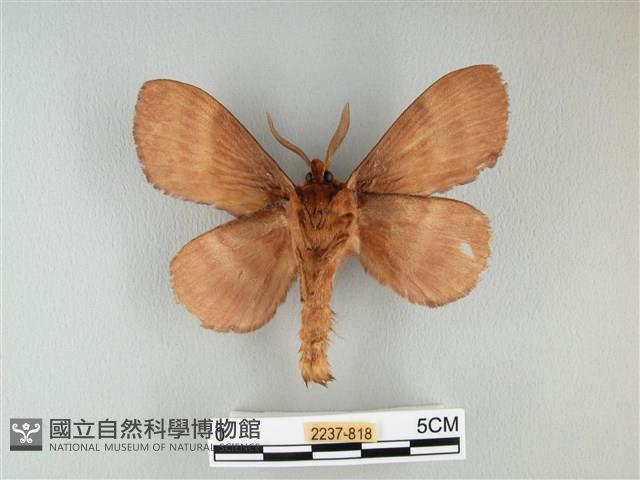 波紋枯葉蛾藏品圖，第2張