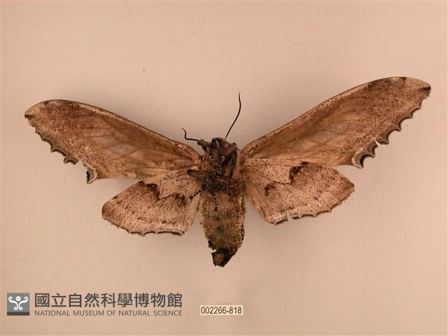 臺灣鋸翅天蛾藏品圖，第2張