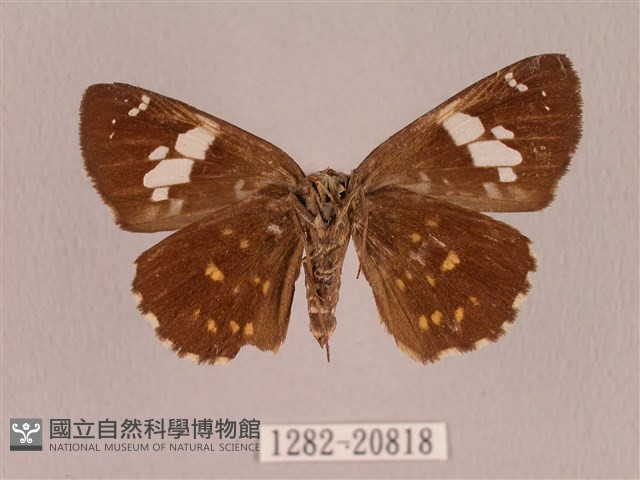 埔里星弄蝶藏品圖，第2張