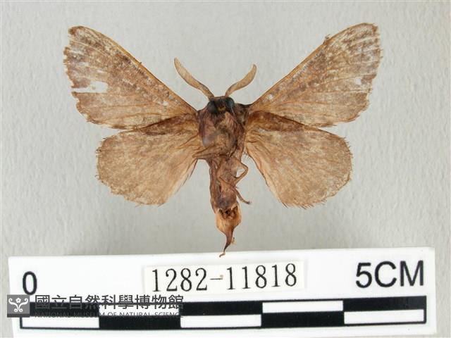 銀肩枯葉蛾藏品圖，第2張