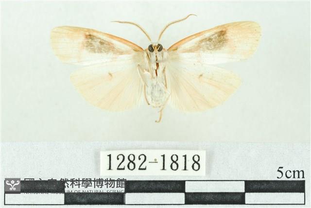 臺雪苔蛾藏品圖，第2張