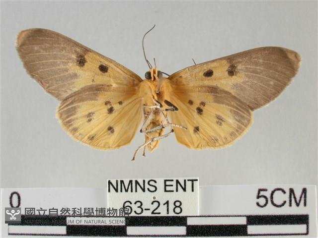 一點擬燈蛾藏品圖，第2張