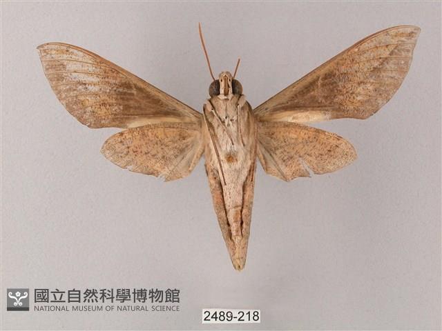 藏斜紋天蛾藏品圖，第2張