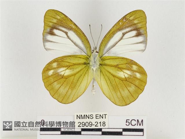 淡褐脈粉蝶藏品圖，第2張