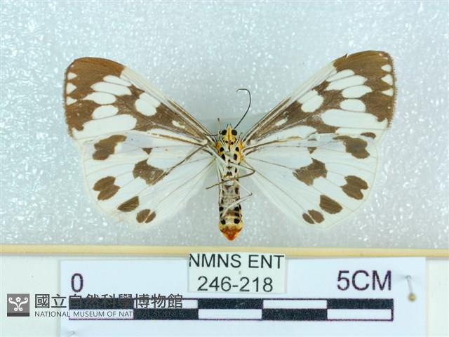粉蝶燈蛾藏品圖，第2張