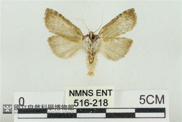 帶波紋蛾藏品圖，第2張