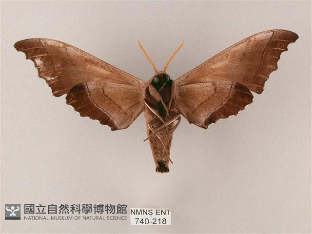 齒翅三線天蛾藏品圖，第2張