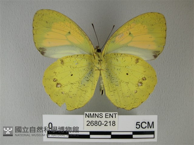 異粉蝶、雌白黃蝶藏品圖，第2張