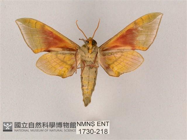 榆綠天蛾藏品圖，第2張