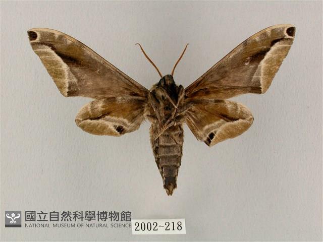 白點天蛾 藏品圖，第2張