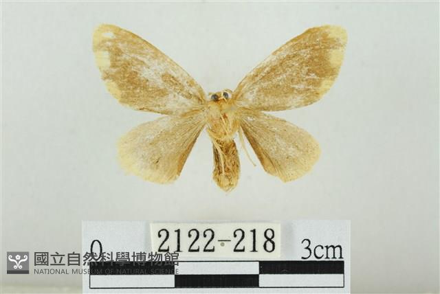 黑翅黃毒蛾藏品圖，第2張