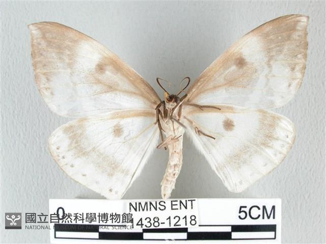 圓翅大鉤蛾藏品圖，第2張