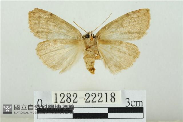 霧社環波紋蛾藏品圖，第2張