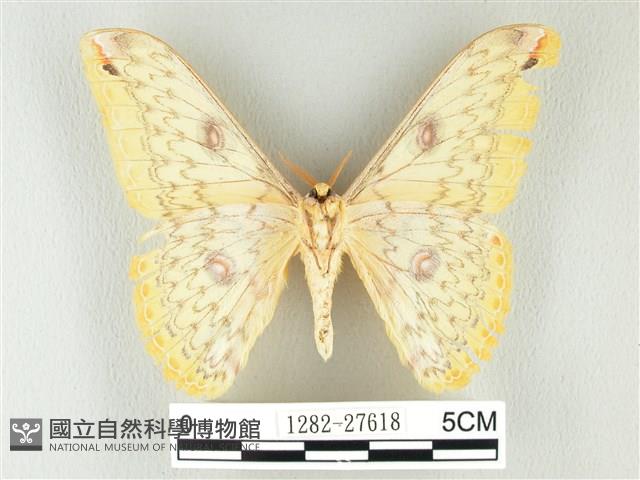 黃豹天蠶蛾藏品圖，第2張