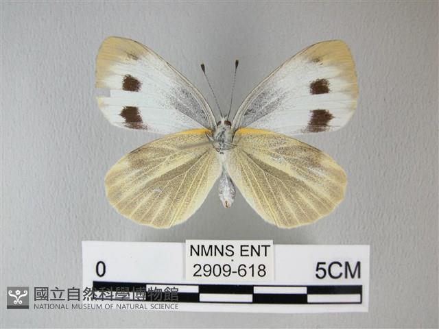 緣點白粉蝶藏品圖，第2張