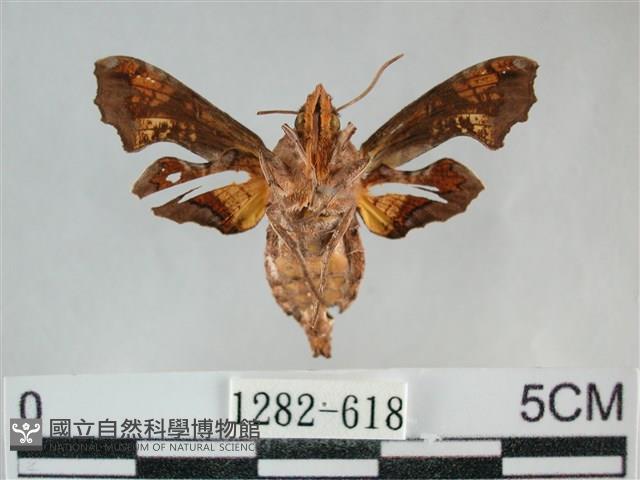 三角凹緣天蛾藏品圖，第2張