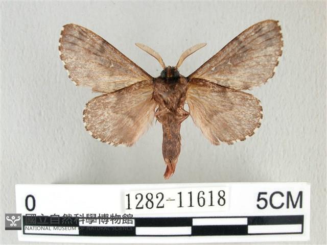 銀肩枯葉蛾藏品圖，第2張