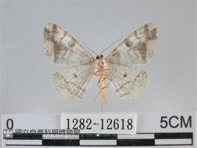 雙峰霜尺蛾藏品圖，第2張