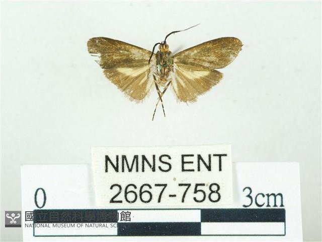 叉紋閃舞蛾藏品圖，第2張