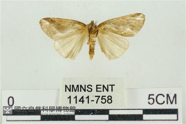 素木氏美波紋蛾藏品圖，第2張