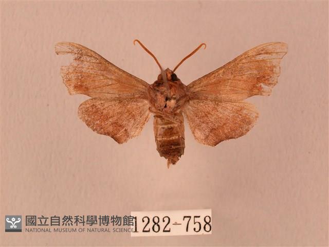 楓天蛾藏品圖，第2張