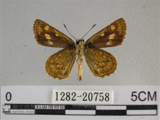 黃星弄蝶藏品圖，第2張