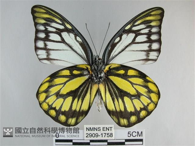 鋸粉蝶藏品圖，第2張