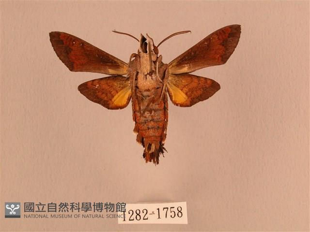 叉帶長喙天蛾藏品圖，第2張