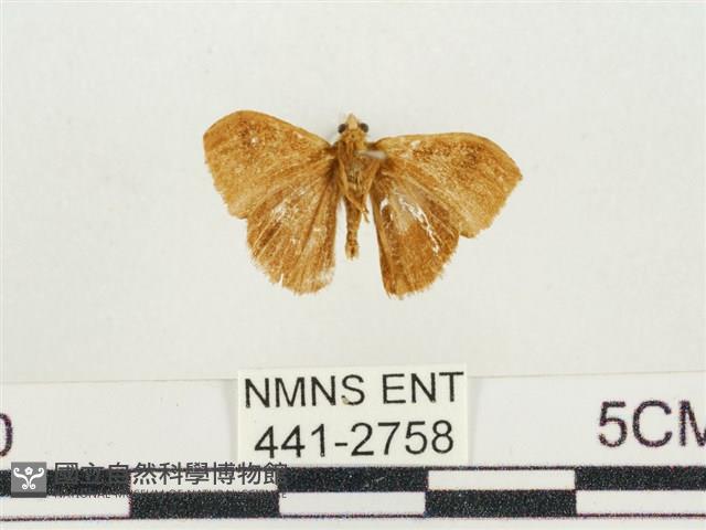 小白紋毒蛾藏品圖，第2張