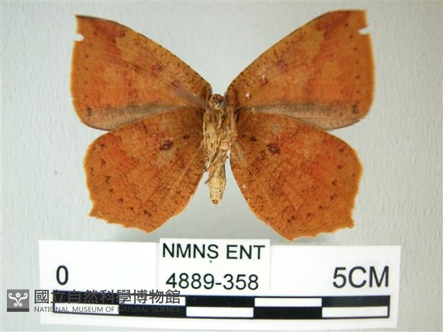 隱錨紋蛾藏品圖，第2張