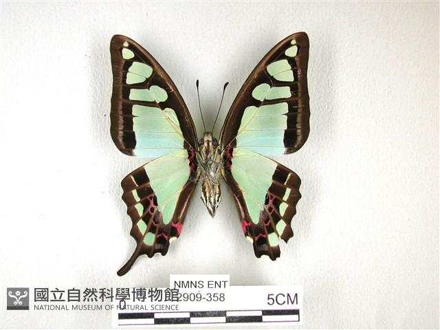 寬帶青鳳蝶藏品圖，第2張