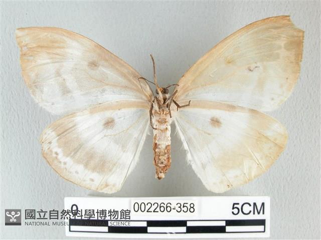 圓翅大鉤蛾藏品圖，第2張