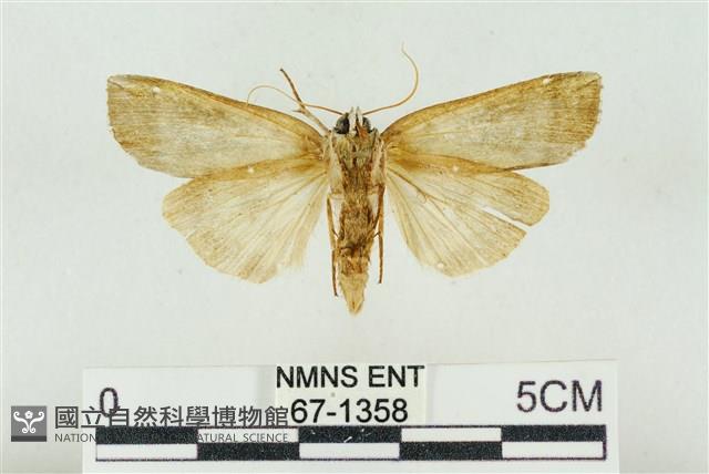臺洒波紋蛾藏品圖，第2張