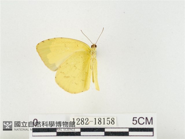 島嶼黃蝶、江崎黃蝶藏品圖，第2張