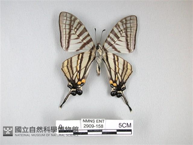 劍鳳蝶藏品圖，第2張
