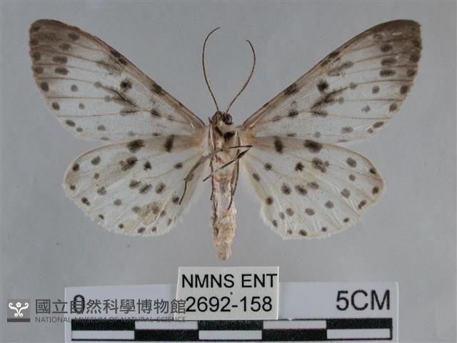 大胡麻斑星尺蛾藏品圖，第2張
